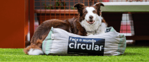 Camas para cães